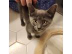 Adopt Jett a Gray or Blue Russian Blue (short coat) cat in Fairfax Station