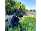 Adopt Happy a Black American Pit Bull Terrier / Mixed dog in Moses Lake