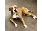 Adopt Tessa a Tan/Yellow/Fawn Boxer / Mixed Breed (Medium) / Mixed dog in