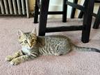 Adopt Ian a Brown Tabby Domestic Shorthair (short coat) cat in Greensburg