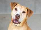 Adopt Bull a Red/Golden/Orange/Chestnut Mixed Breed (Large) / Mixed dog in