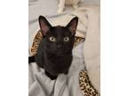 Adopt Basmati a All Black Domestic Shorthair (short coat) cat in Los Angeles