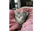 Adopt Bob Fosse a Brown Tabby Domestic Shorthair (short coat) cat in Los