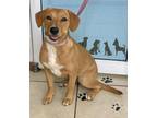 Adopt Luna a Tan/Yellow/Fawn - with White Labrador Retriever / Beagle / Mixed