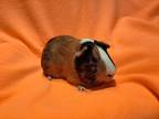 Adopt Pascale a Guinea Pig small animal in South Bend, IN (38629278)