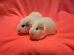 Adopt Blanca and Cambria a Guinea Pig small animal in South Bend, IN (38629274)