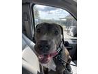 Adopt Aiden a Gray/Blue/Silver/Salt & Pepper Mixed Breed (Medium) / Mixed dog in