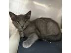 Adopt Dover a Gray or Blue Domestic Shorthair / Mixed cat in Kanab