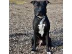 Adopt Dasher a Brindle Pit Bull Terrier / Mixed dog in Riverwoods, IL (38629176)