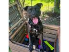 Adopt Shadow a Black Pit Bull Terrier / Mixed dog in Riverwoods, IL (38629175)