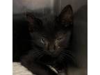 Adopt Brady a All Black Domestic Shorthair / Mixed cat in Lynchburg