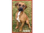 Adopt Annie (Iris) a Red/Golden/Orange/Chestnut Mountain Cur / Mixed dog in