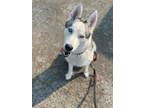 Adopt Jack a White Husky / Mixed dog in BURIEN, WA (38628477)