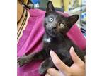 Adopt Grady a All Black Domestic Shorthair / Domestic Shorthair / Mixed cat in