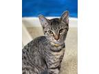 Adopt Chicklet a Brown or Chocolate Domestic Shorthair / Domestic Shorthair /