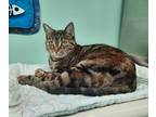 Adopt Mona a Gray or Blue Domestic Mediumhair / Mixed cat in Atlanta