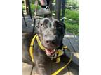 Adopt Bolivia a Black Mixed Breed (Large) / Mixed dog in Chamblee, GA (38264617)