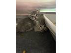 Adopt Nickle a Gray or Blue Domestic Shorthair / Domestic Shorthair / Mixed cat