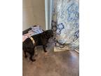 Adopt Ninja a Brindle Terrier (Unknown Type, Small) / Mixed dog in Florence