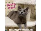 Adopt Dusty Rose a Gray or Blue Domestic Shorthair (short coat) cat in Toledo