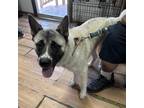Adopt Winter a Tan/Yellow/Fawn Akita / Mixed dog in Edinburg, TX (38626944)