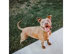 Adopt Dax a Brown/Chocolate American Pit Bull Terrier / Mixed dog in Dallas