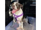 Adopt Maybel a White - with Tan, Yellow or Fawn American Pit Bull Terrier /