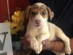 Adopt Chip a Merle Australian Cattle Dog / Australian Shepherd / Mixed dog in