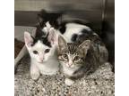 Adopt Wrenly a Black & White or Tuxedo Domestic Shorthair (short coat) cat in