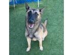 Adopt Brenda a Tan/Yellow/Fawn Belgian Malinois / Mixed dog in Long Beach