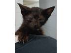 Adopt Post a All Black Domestic Shorthair / Domestic Shorthair / Mixed cat in