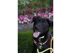 Adopt Gucci(Local) a Black Jindo / Mixed dog in Kirkland, WA (38600539)