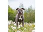 Adopt NYLA a Pit Bull Terrier, Staffordshire Bull Terrier