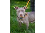 Adopt ICE'AH a Pit Bull Terrier