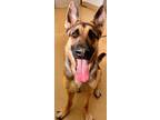 Adopt SHAUNEY a German Shepherd Dog