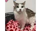 Adopt Ziva a Domestic Long Hair