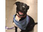 Adopt Nori a Black Mixed Breed (Medium) / Mastiff / Mixed dog in Caddo Mills