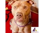 Adopt Tina a Brown/Chocolate Pit Bull Terrier / Mixed dog in Eighty Four