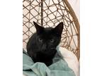 Adopt Fin a All Black Domestic Shorthair (short coat) cat in West Palm Beach