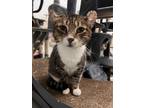 Adopt Frank a Brown Tabby Domestic Shorthair (short coat) cat in West Palm