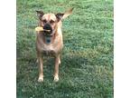 Adopt Remi a Tan/Yellow/Fawn Black Mouth Cur / Labrador Retriever / Mixed dog in