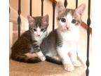 Adopt Milo a Gray or Blue Domestic Mediumhair (medium coat) cat in Escondido