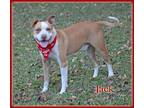 Adopt Jack a White - with Red, Golden, Orange or Chestnut Staffordshire Bull