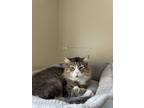 Adopt Lancealot a Brown Tabby Domestic Mediumhair (medium coat) cat in Houston