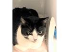 Adopt Zara a Black & White or Tuxedo Domestic Shorthair (short coat) cat in