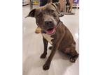 Adopt Bella 2 a Gray/Silver/Salt & Pepper - with White Bull Terrier / Mixed dog