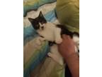 Adopt Peebles a Black & White or Tuxedo Domestic Shorthair (short coat) cat in