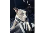 Adopt Jude a White - with Gray or Silver American Pit Bull Terrier / Mixed dog