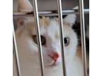 Adopt Anastasia a Domestic Short Hair