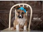 Adopt Marsha a Australian Cattle Dog / Blue Heeler